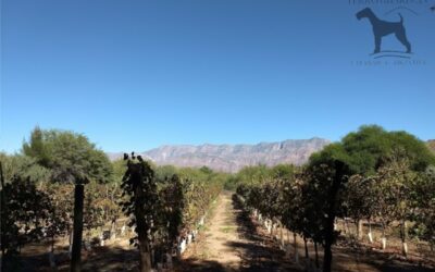 Perro Guardián, la primera bodega registrada como “Bodega Turística” en Catamarca